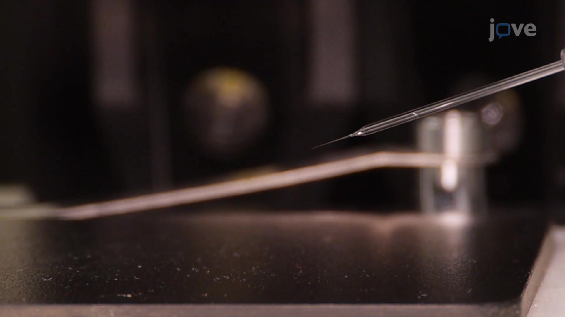 Mosquito Embryo Microinjection A Technique to Deliver Exogenous DNA