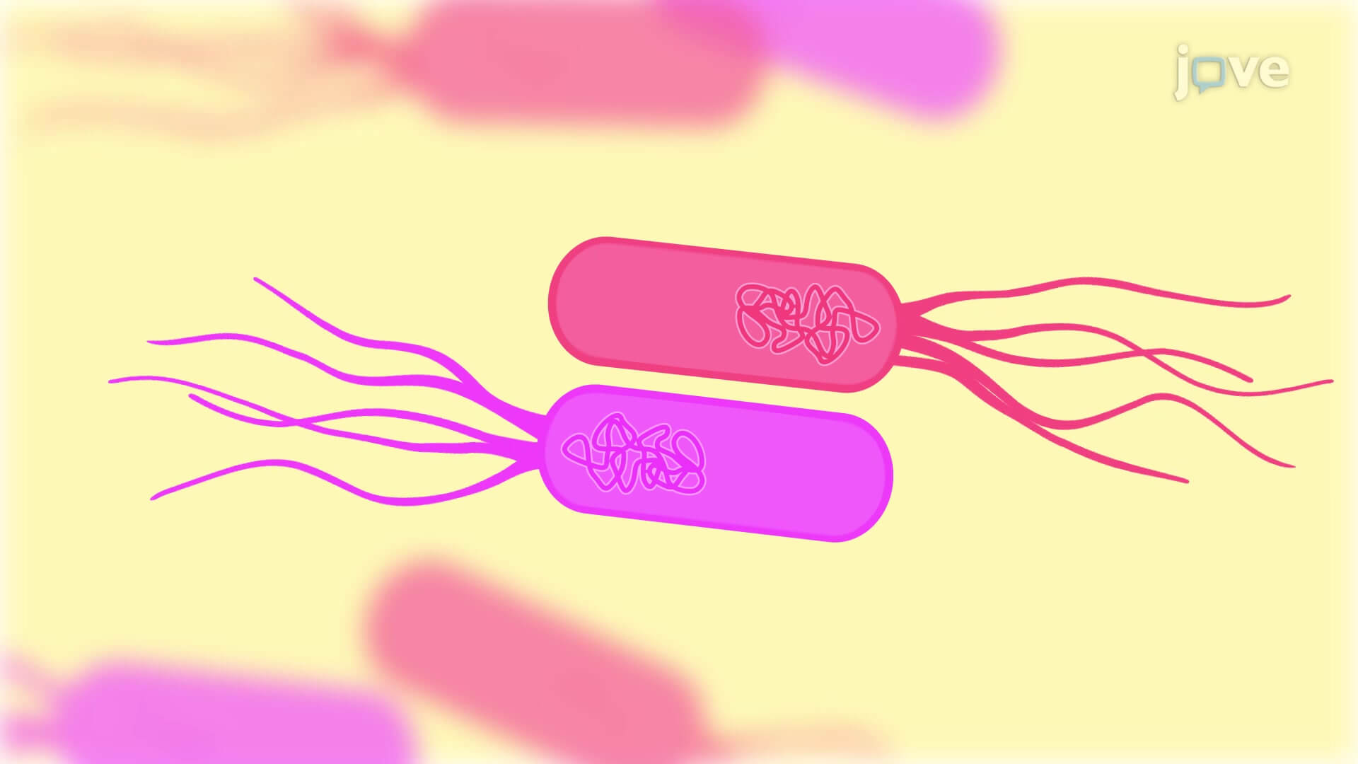 Bacterial CoIncubation Assay A Fluorescence MicroscopyBased