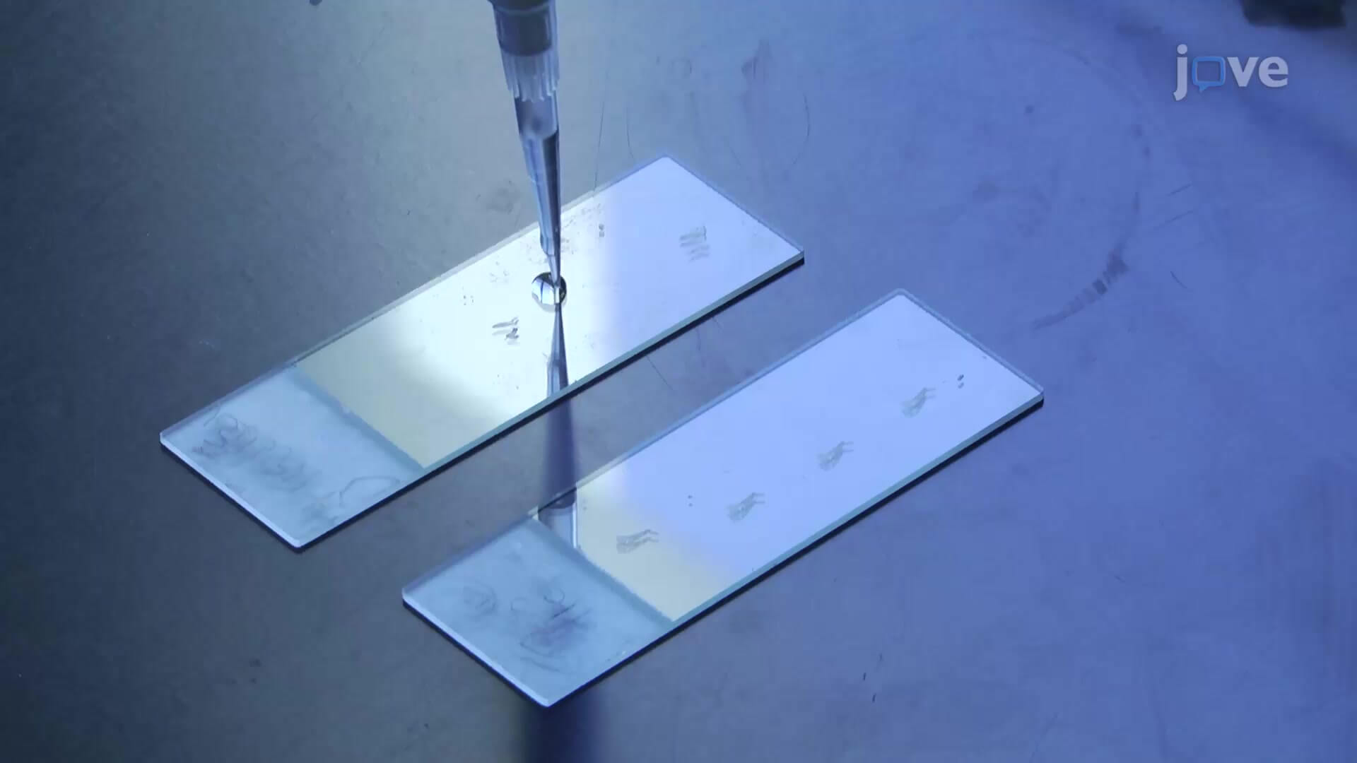 Terminal TransferaseMediated dUTP Nick EndLabeling—TUNEL Assay An In