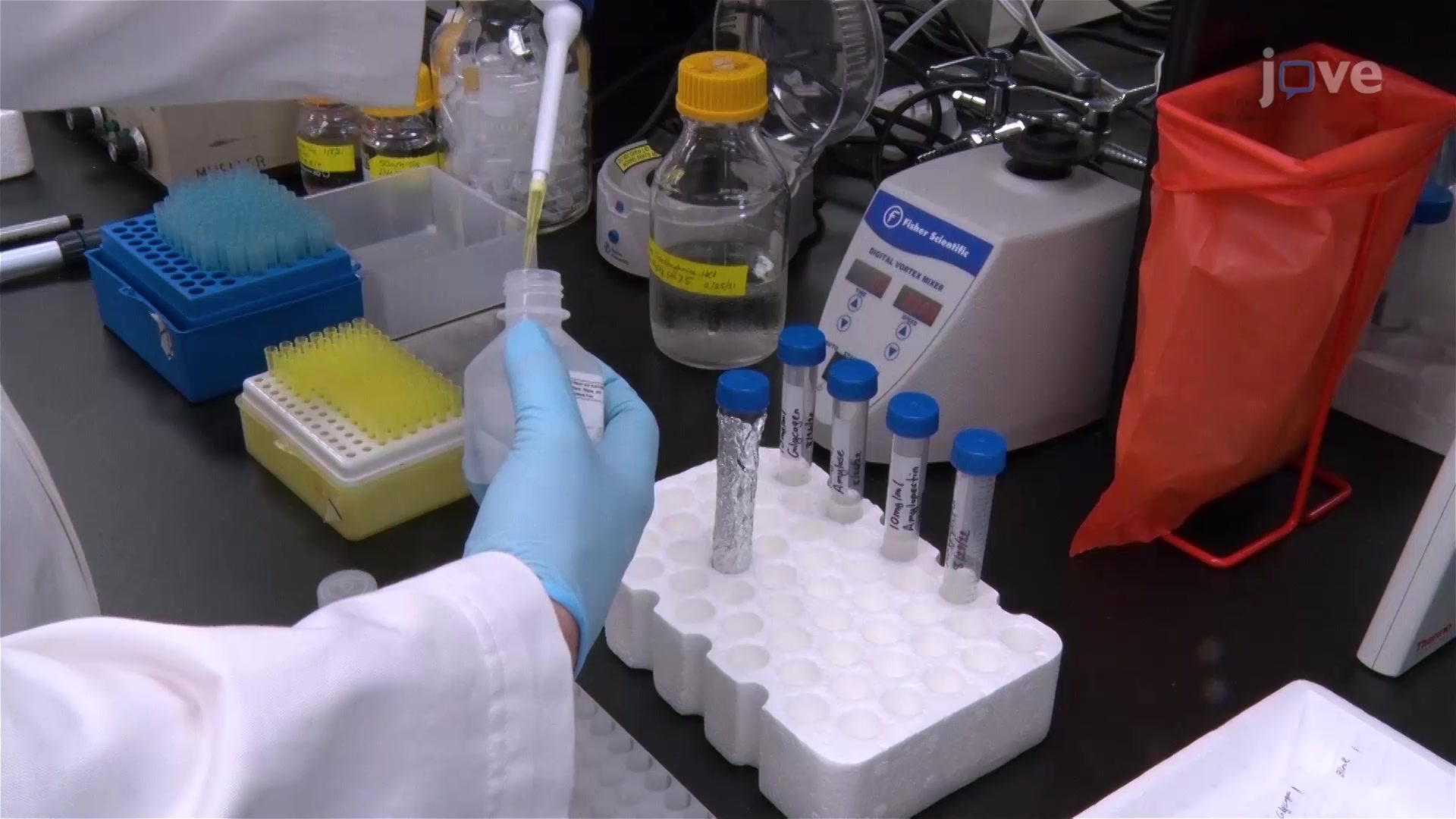 Glycogen Branching Assay to Measure the Degree of Glycogen Branching