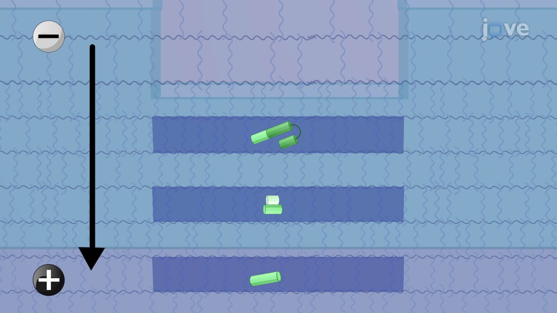 Chemiluminescent Western Blot Assay for Protein Processing (Video