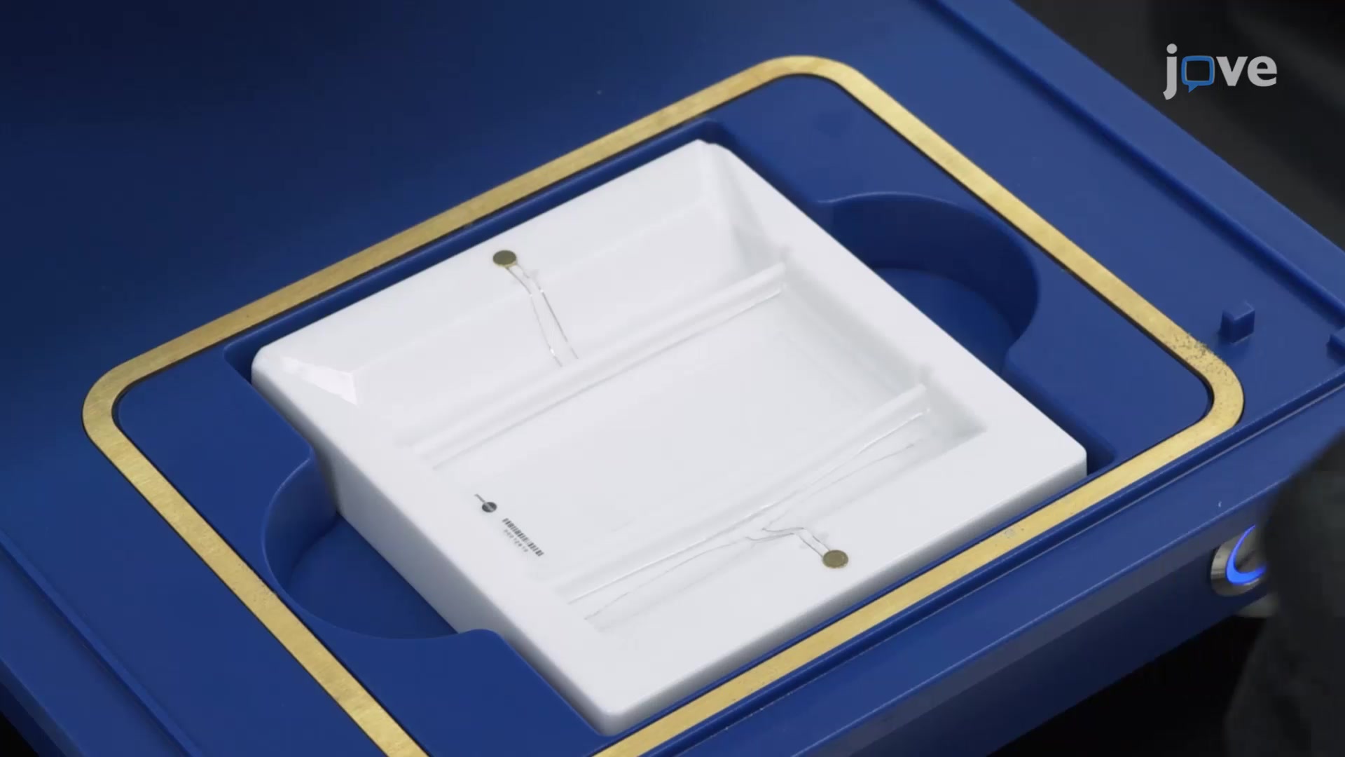 SingleCell Western Blotting to Determine Cell Heterogeneity Protocol