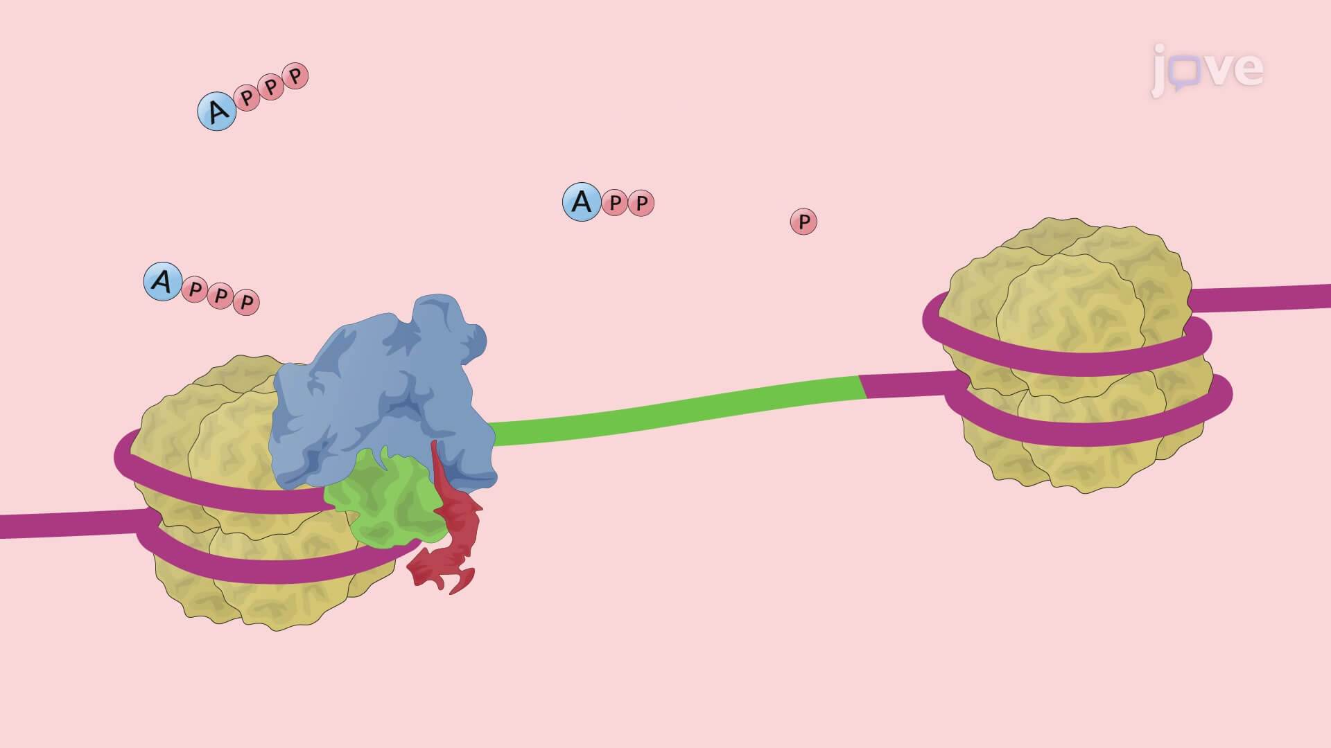 The Circular Dichroism Spectroscopy Technique to Study DNAProtein