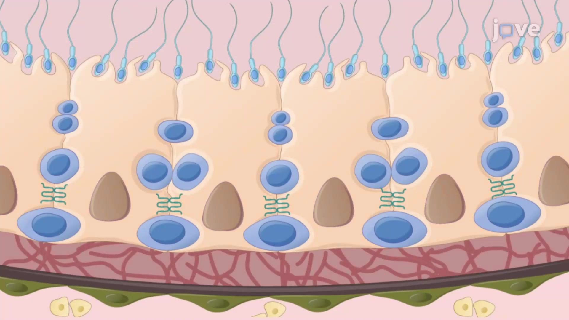 Isolation of Immune Regulatory Sertoli Cells from Mouse Seminiferous