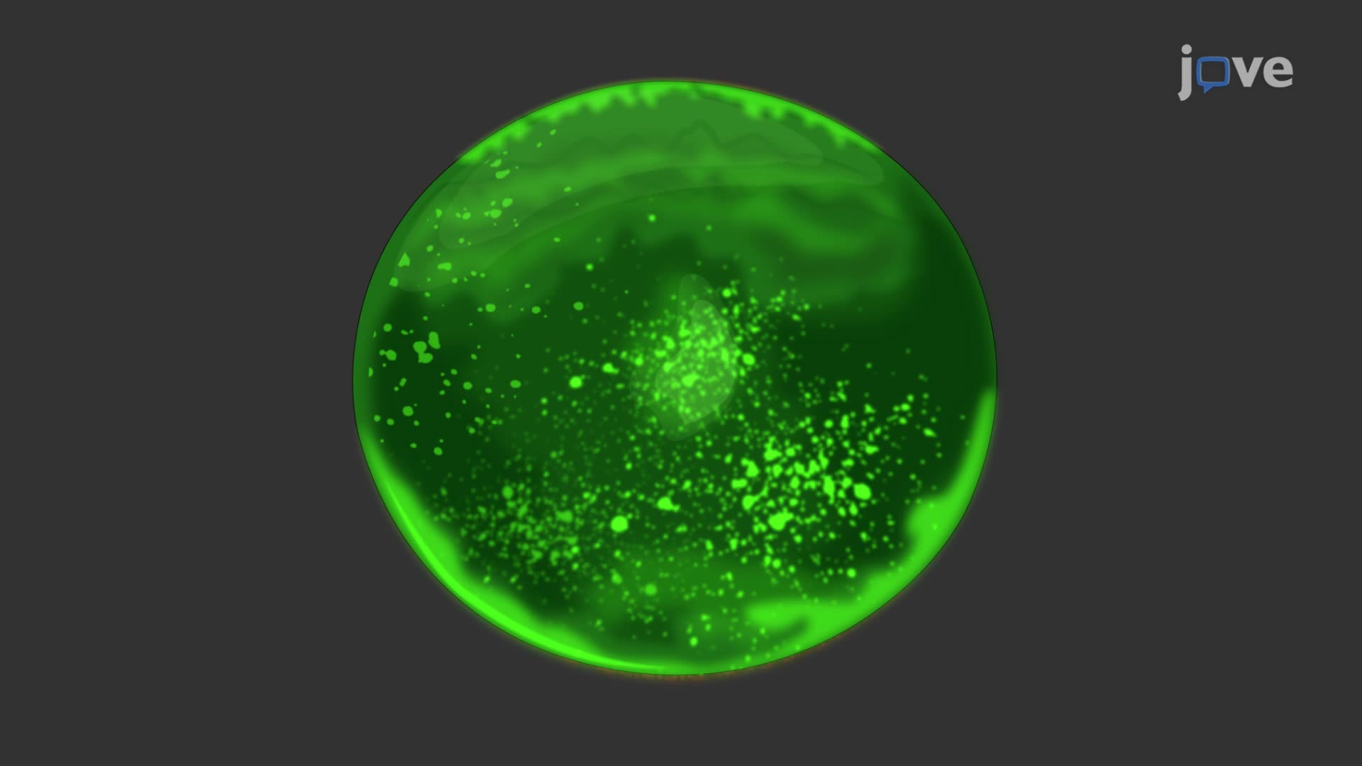 Fluorescein Staining in an Autoimmune Dry Eye Rat Model to Examine