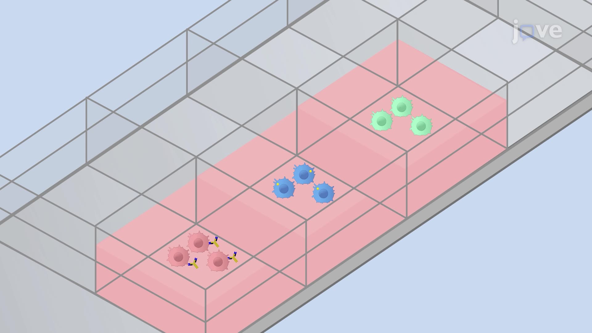 An Assay for TLRDependent NF&B/AP1 Transcription Factor Signaling in