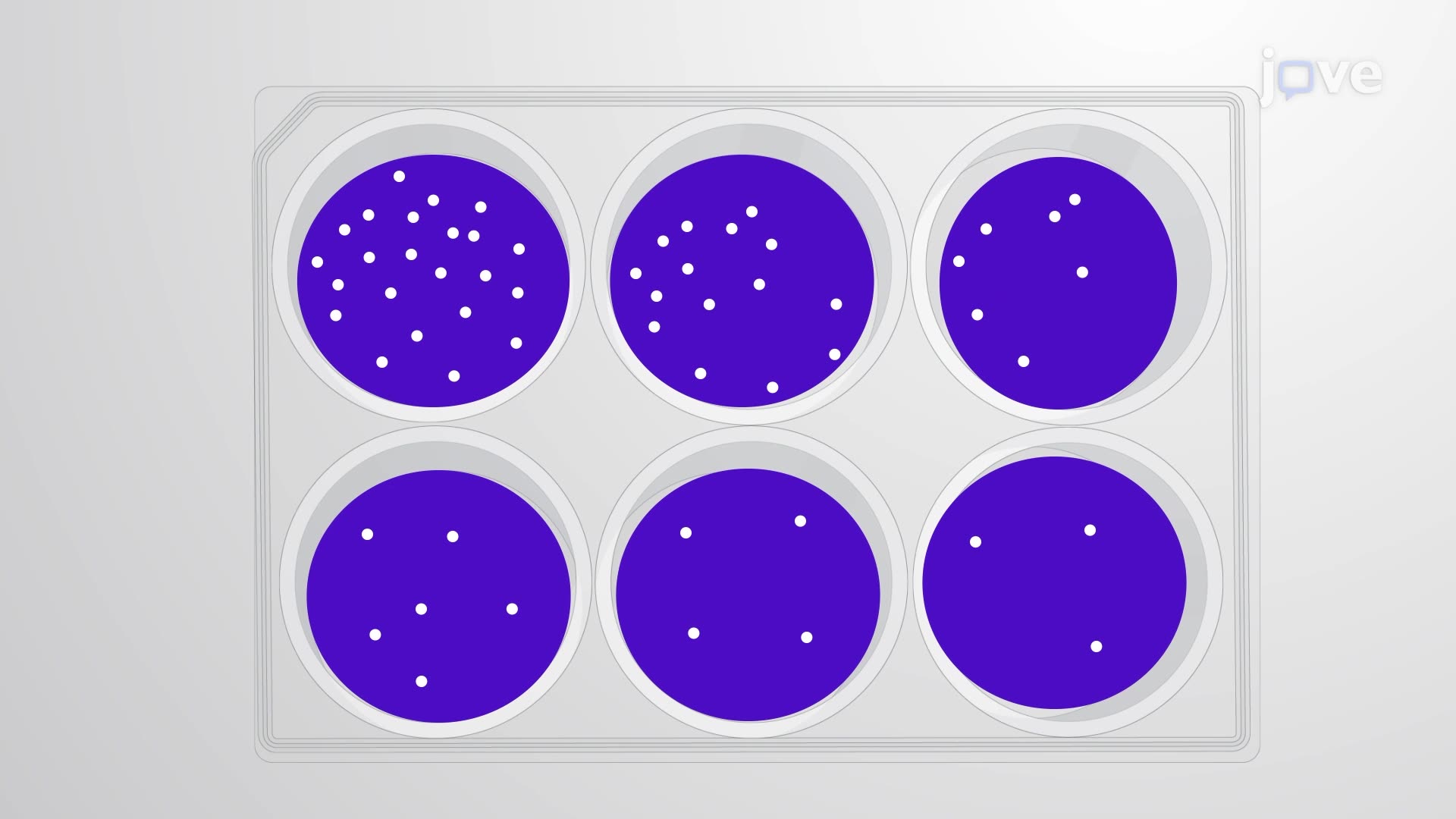 Determining Antiviral Efficacy of Experimental Drugs Through a Plaque Assay