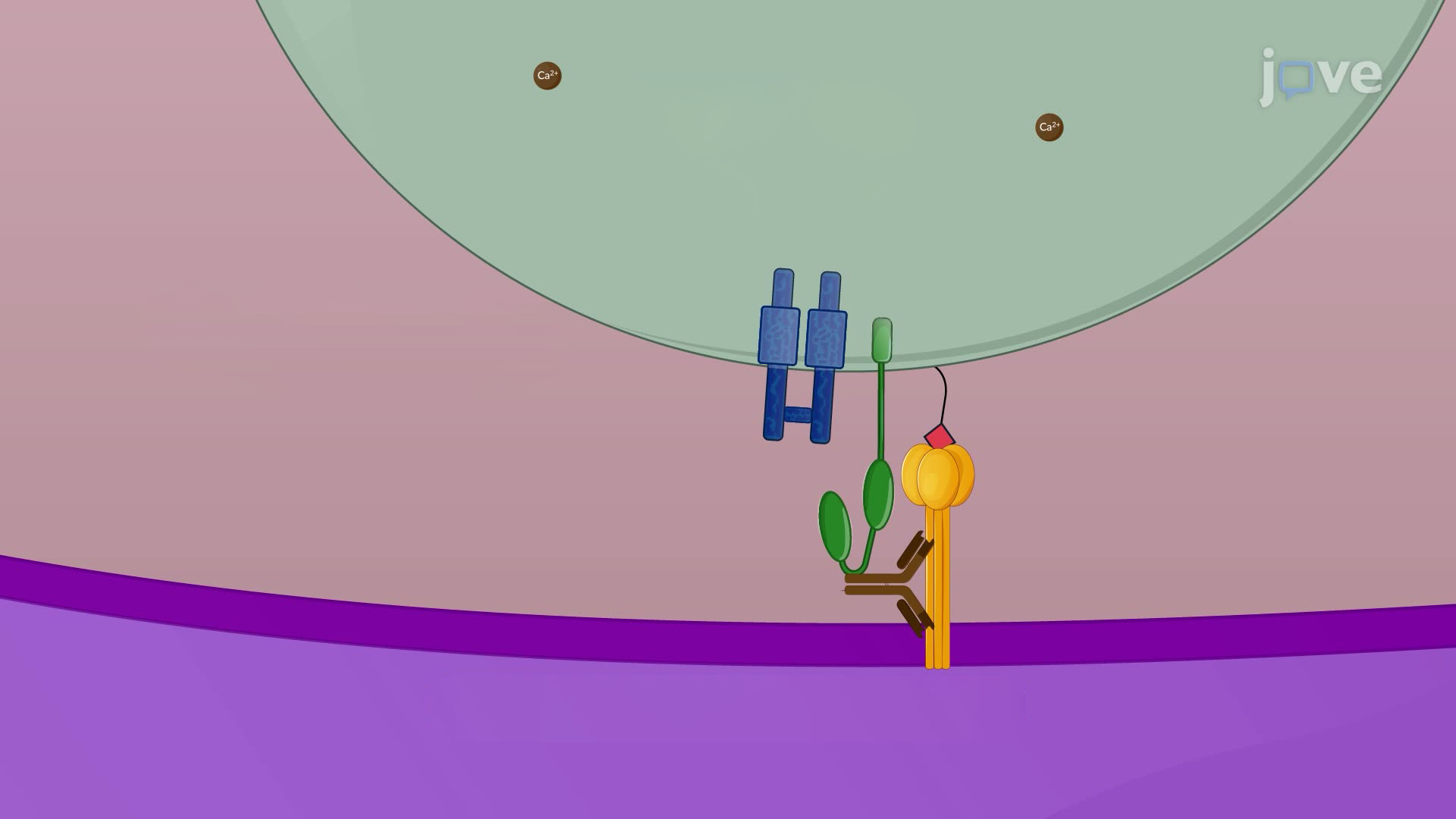Measuring the Activation of FcMediated Effector Functions by HA Antibodies