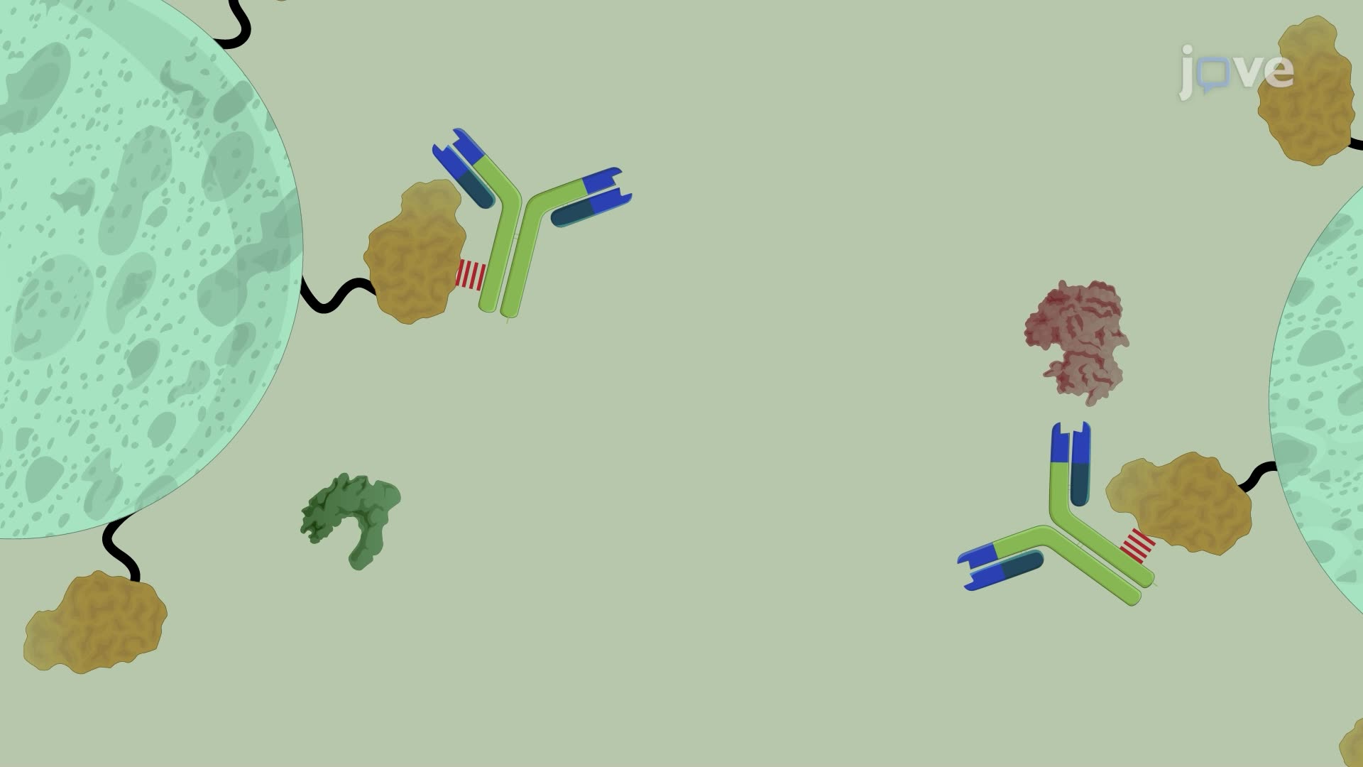 An Affinity Chromatography Technique for the Purification of Monoclonal