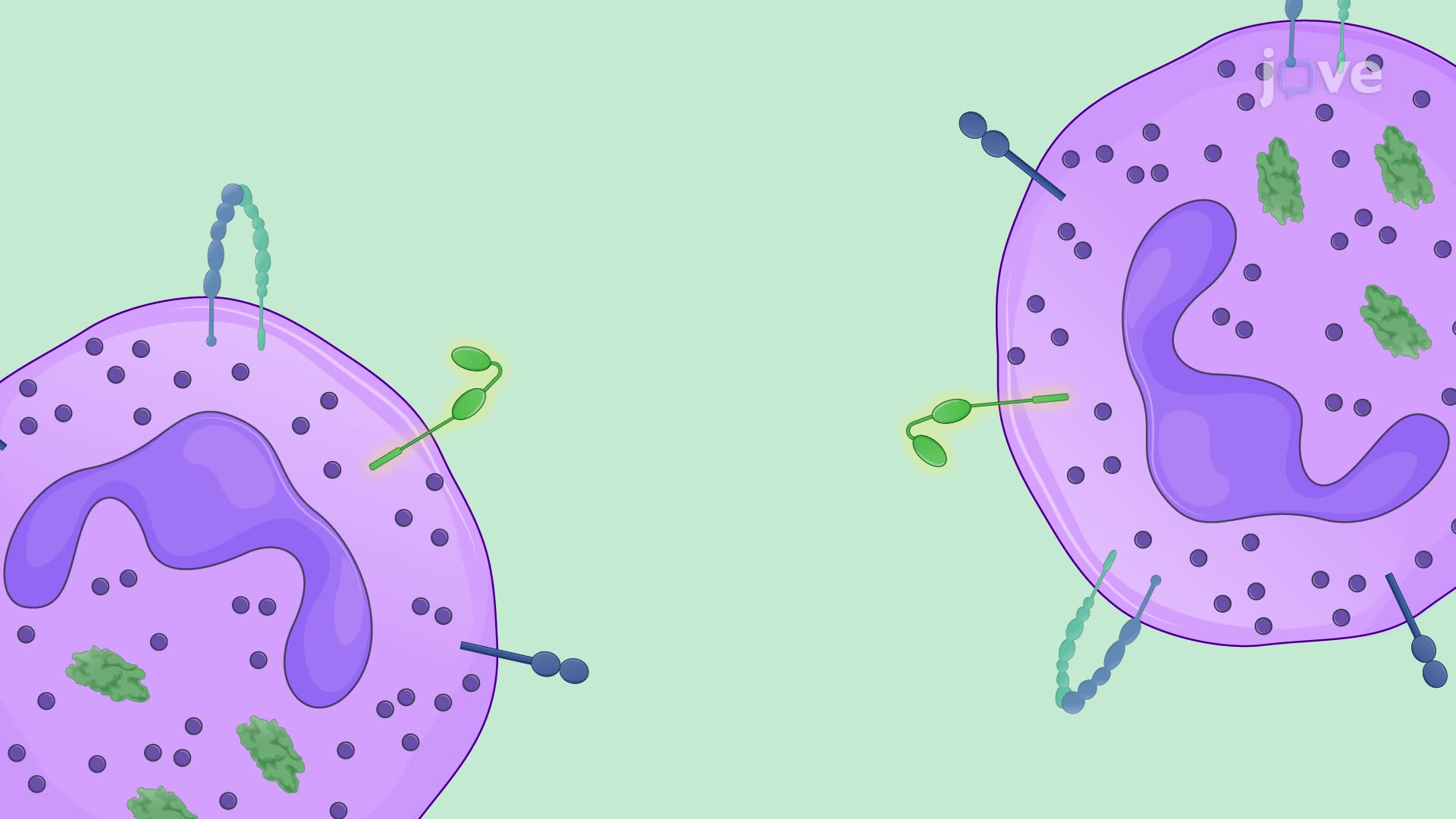 Generating AntiAngiogenic TumorAssociated Neutrophils (Scientific