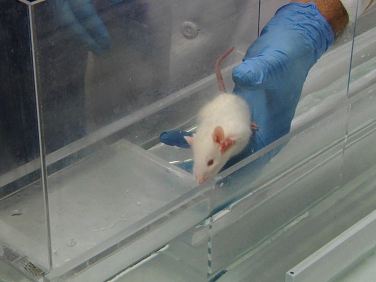 Training Rats to Voluntarily Dive Underwater Investigations of the