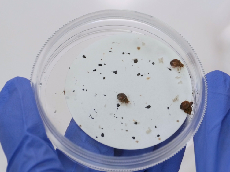 A Method for Evaluating Insecticide Efficacy against Bed Bug, Cimex