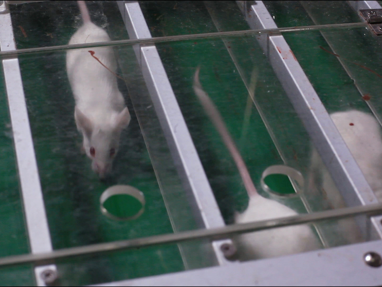 Generation of a Chronic Obstructive Pulmonary Disease Model in Mice by Repeated Ozone Exposure