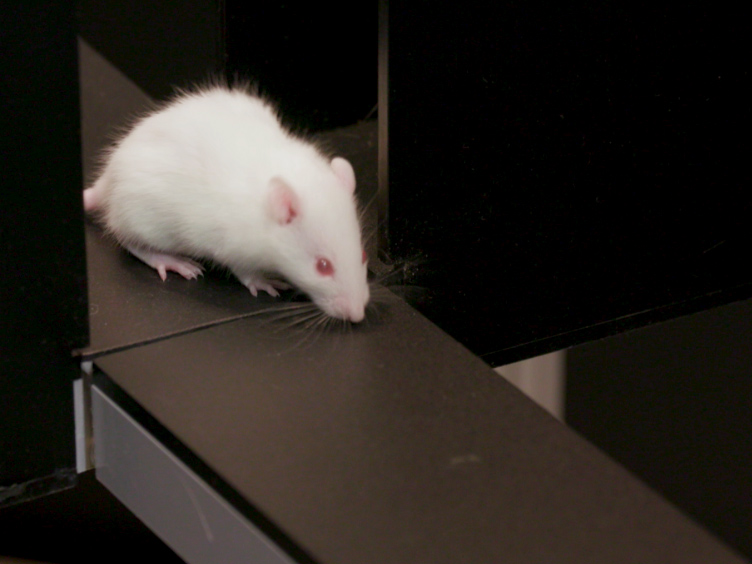 Testing Animal Anxiety in Rats Effects of Open Arm Ledges and Closed