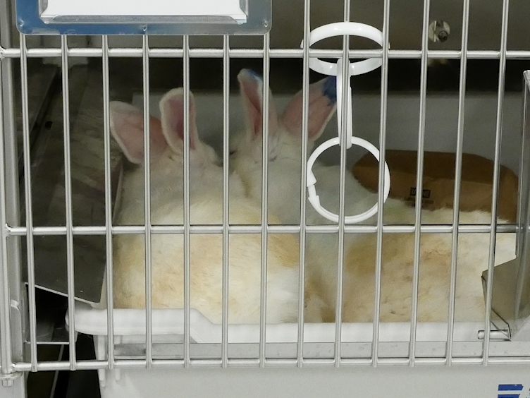 Methods of Pairing and Pair Maintenance of New Zealand White Rabbits