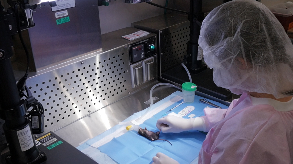 Incorporation of a Survivable Liver Biopsy Procedure in Mice to Assess