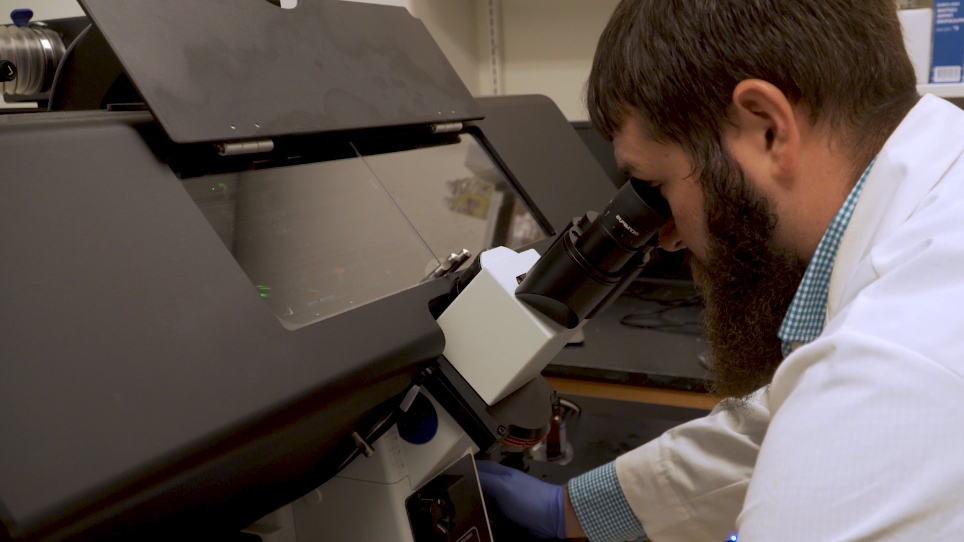 LiveCell Fluorescence Microscopy to Investigate Subcellular Protein