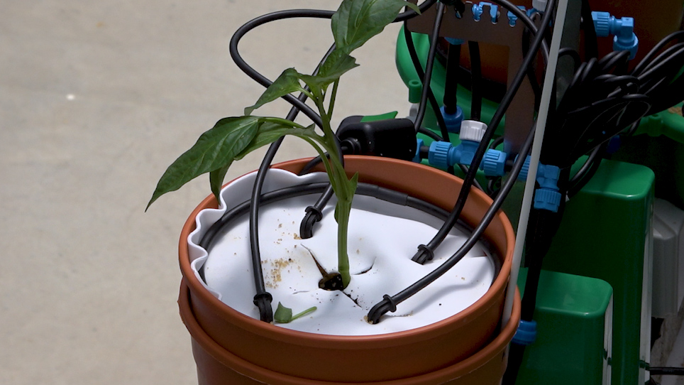 برنامج صنع نبات جافة Jenkiao