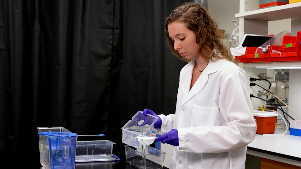 Light Sheet Microscopy of Fast Cardiac Dynamics in Zebrafish Embryos