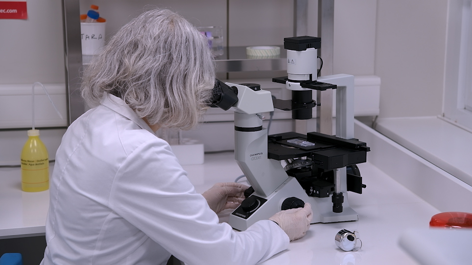 Human Liver Spheroids from Peripheral Blood for Liver Disease Studies