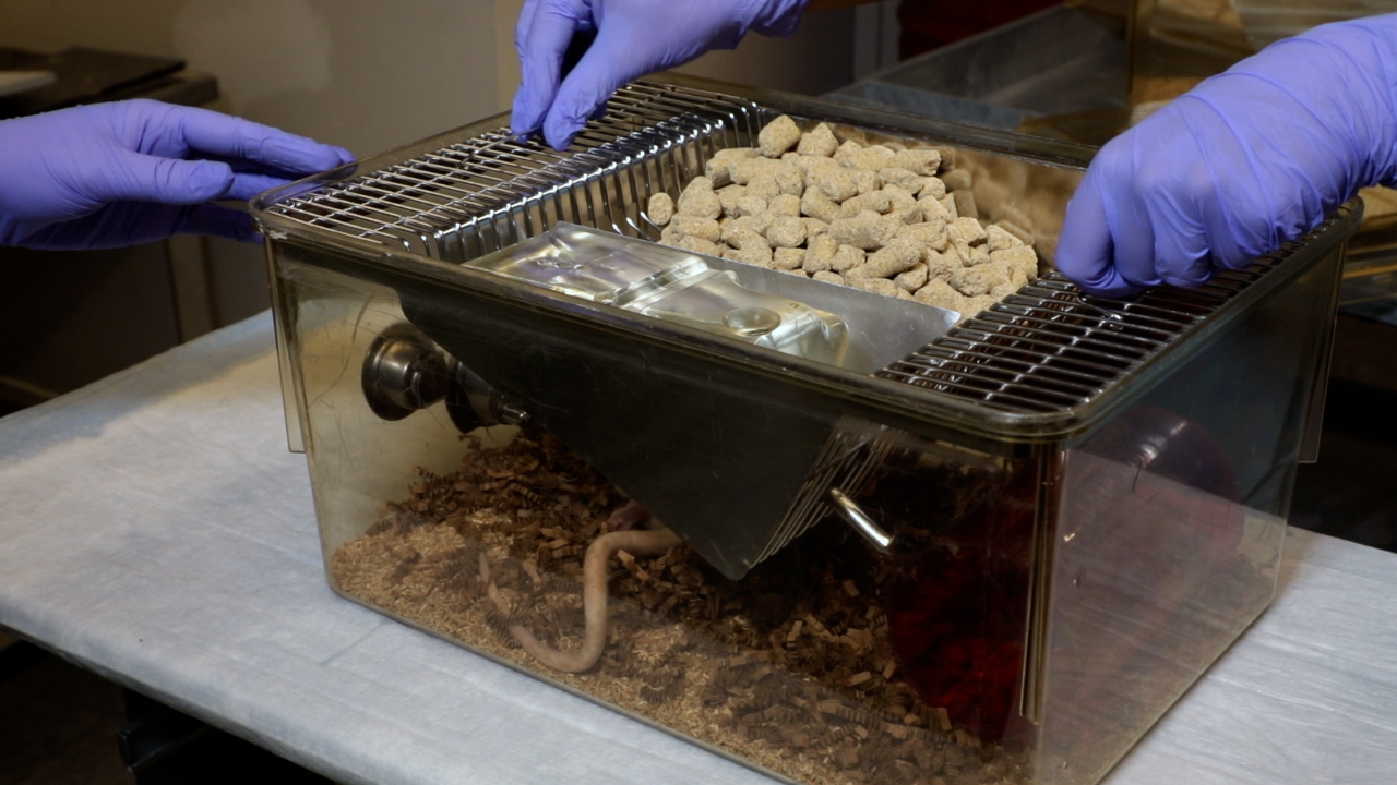 Integrating Mechanical and Biological Analysis in Tendinopathy Research