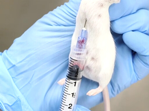 Grosseur Aiguille Don De Sang . Blood Withdrawal I Protocol Translated To French