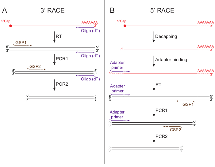 Rapid Amplification of cDNA Ends (Video) JoVE