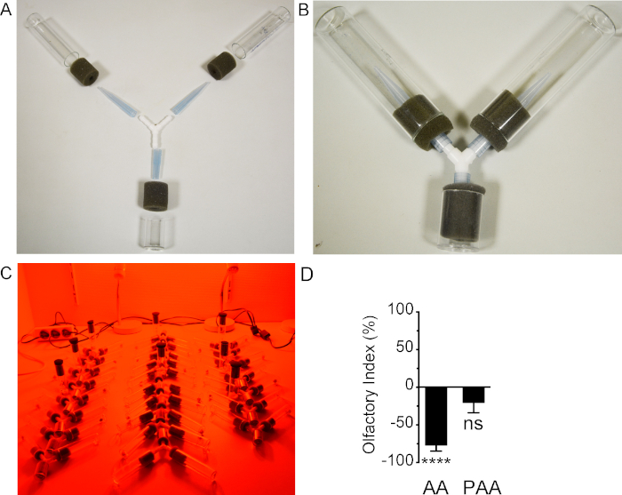Drosophila Ymaze Assay A Method to Assess Olfactory Responses in