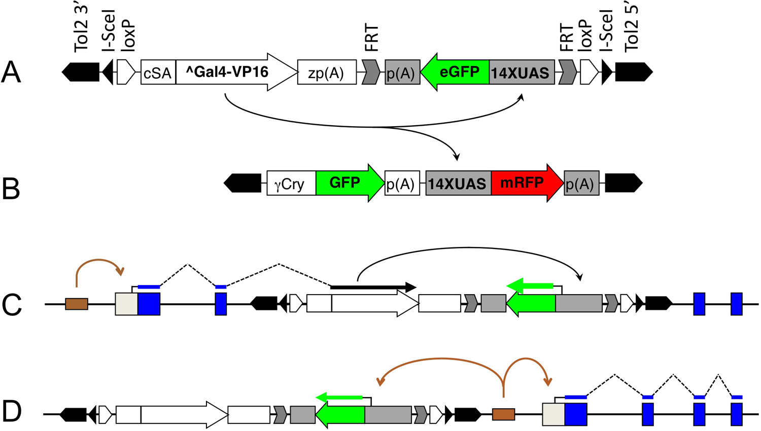 Gene Trapping Using Gal4 in Zebrafish Protocol (Translated to Italian)