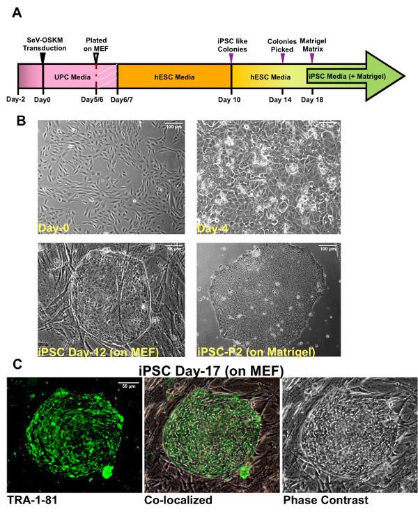 Generation of Induced Pluripotent Stem Cells from Muscular Dystrophy