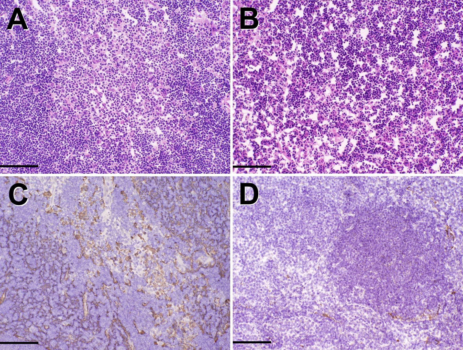 Complete Thymectomy in Adult Rats with Noninvasive Endotracheal