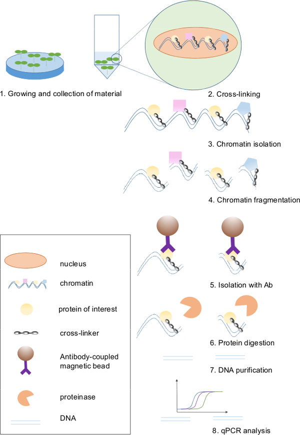 Chromatin Immunoprecipitation Assay for the Identification of