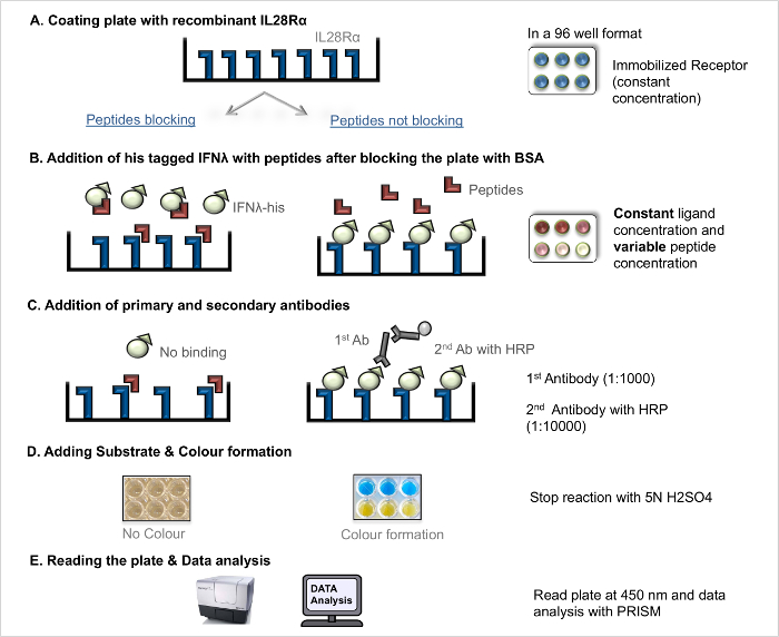 An ELISA Based Binding and Competition Method to Rapidly Determine