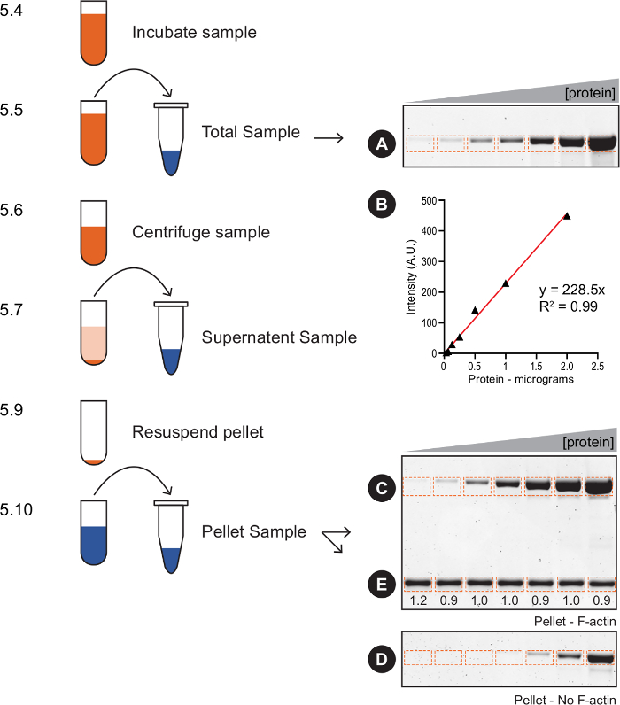 Measuring Protein Binding to Factin by Cosedimentation (Scientific