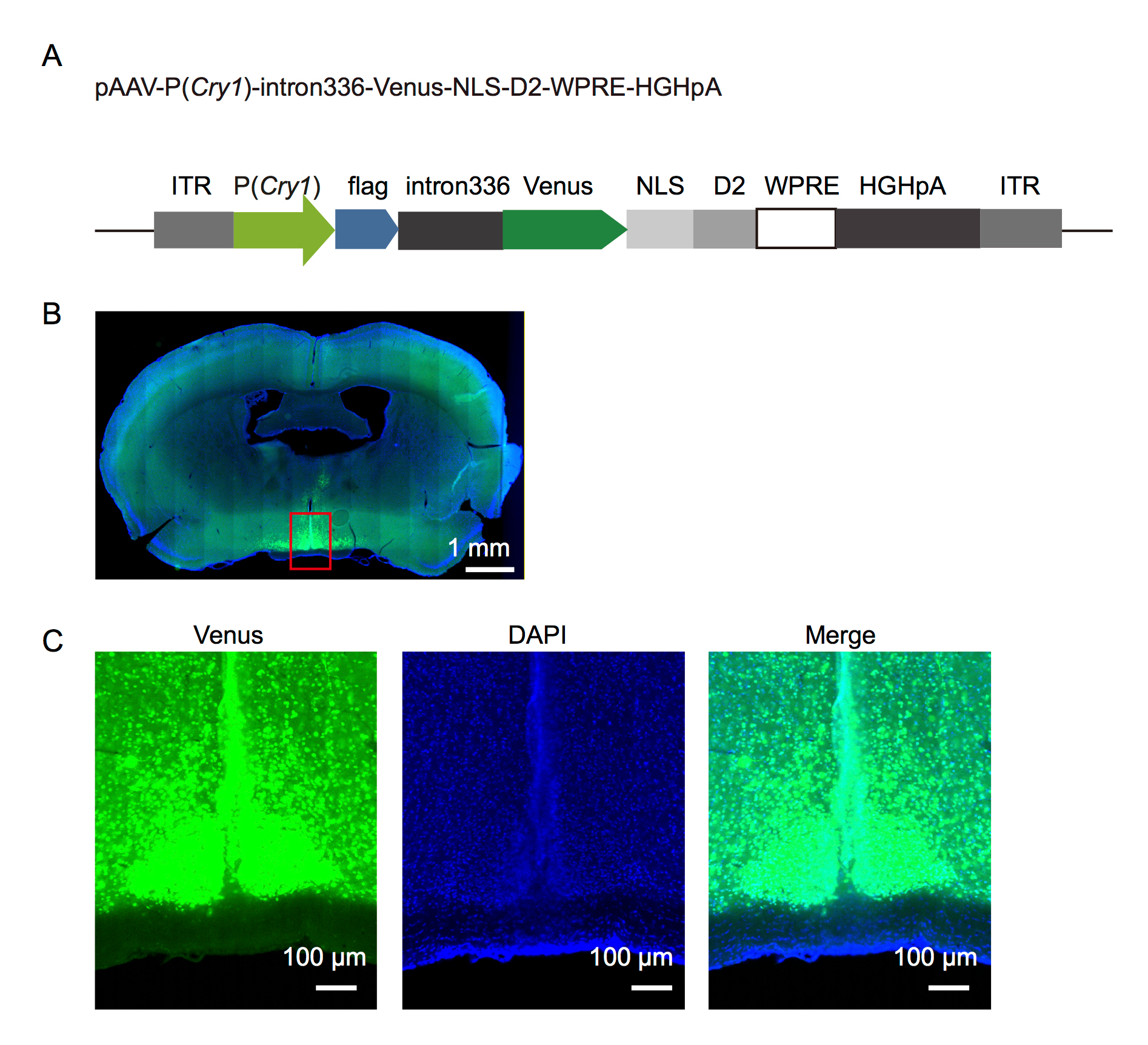 In Vivo Monitoring of Circadian Clock Gene Expression in the Mouse
