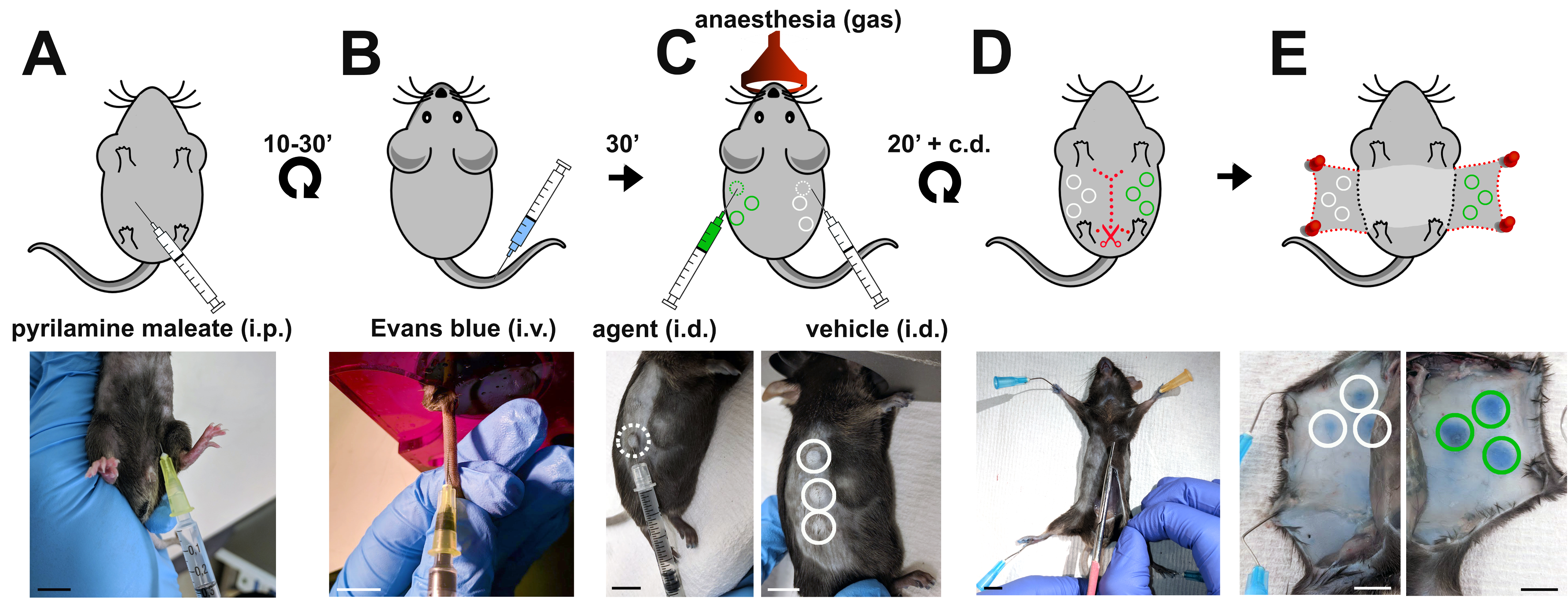 Evaluating Vascular Hyperpermeabilityinducing Agents in the Skin with