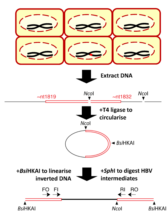 Detection of Low Copy Number Integrated Viral DNA Formed by In Vitro