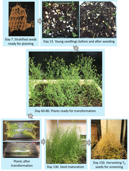 Plant Growth and Agrobacteriummediated Floraldip Transformation of