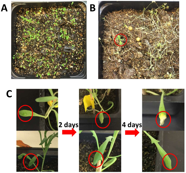 Plant Growth and Agrobacteriummediated Floraldip Transformation of the Extremophyte