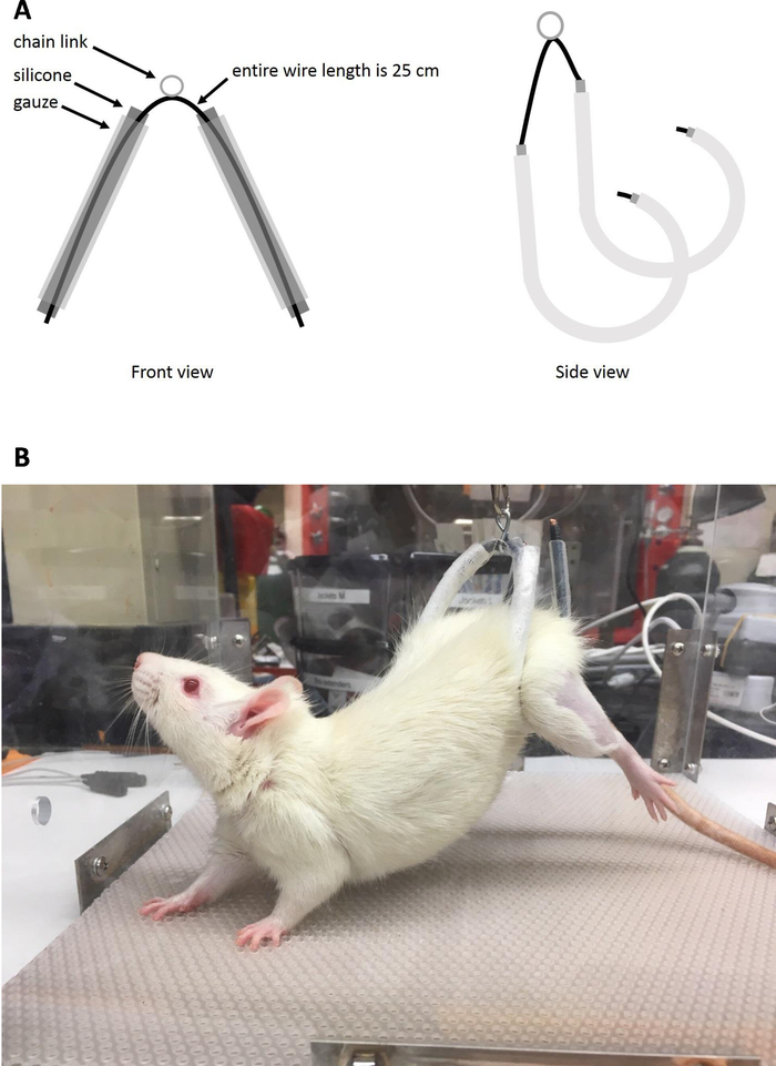 Mimicking a Space Mission to Mars Using Hindlimb Unloading and Partial