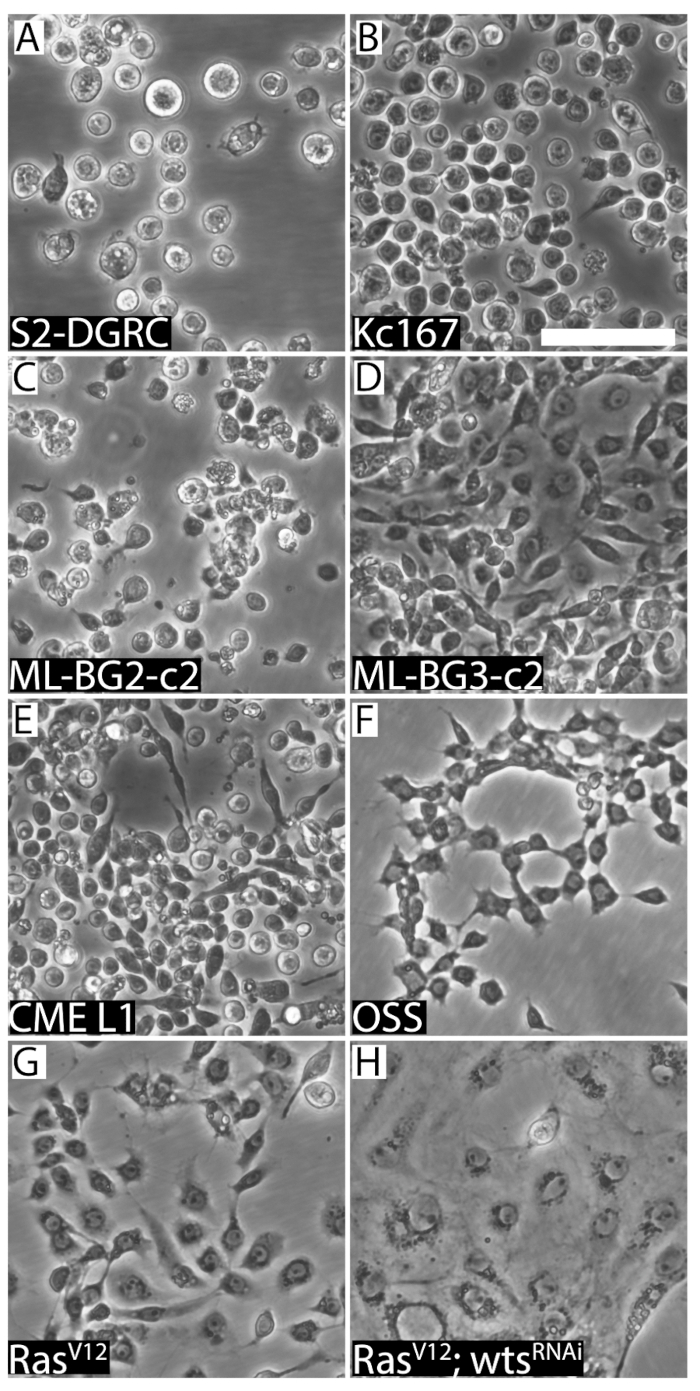 Thawing, Culturing, and Cryopreserving Drosophila Cell Lines (Video) JoVE