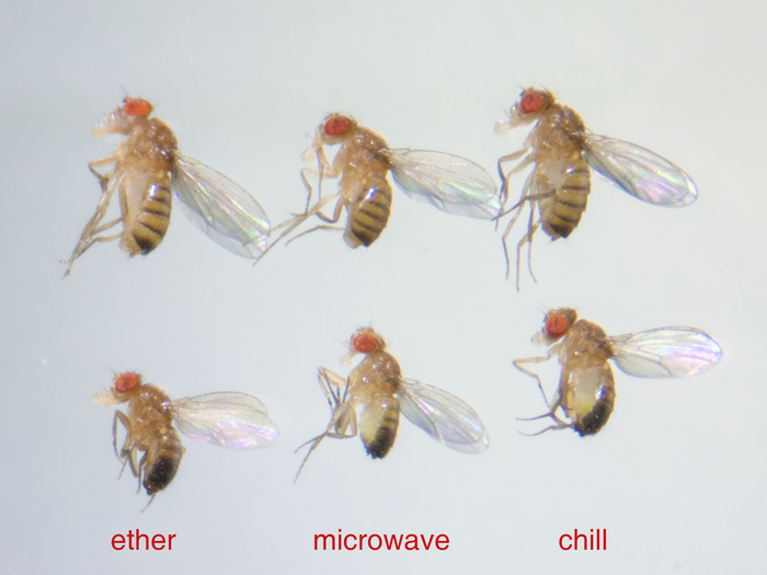 Simple Homemade Tools to Handle Fruit Flies—Drosophila melanogaster