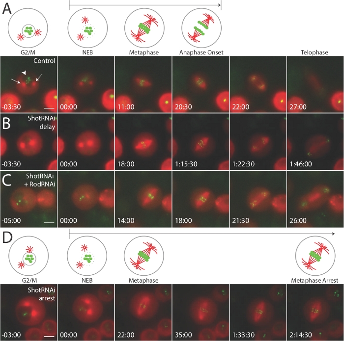 Use of Drosophila S2 Cells for Live Imaging of Cell Division Protocol