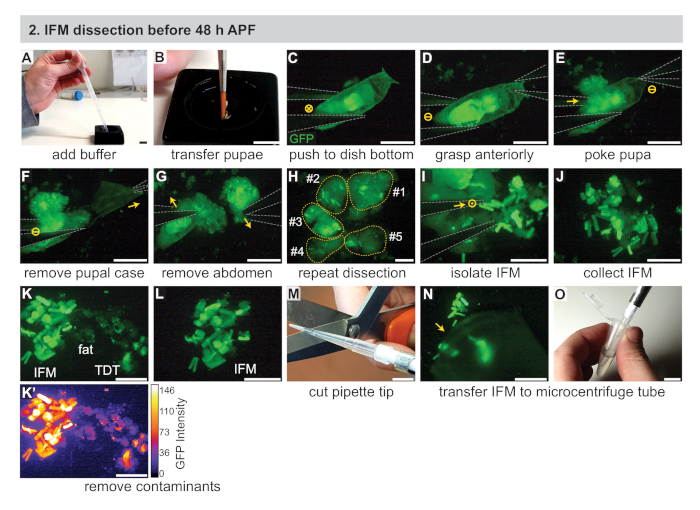 Dissection of Drosophila melanogaster Flight Muscles for Omics