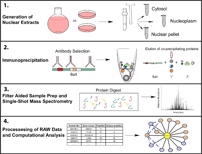 LabelFree Immunoprecipitation Mass Spectrometry Workflow for Large
