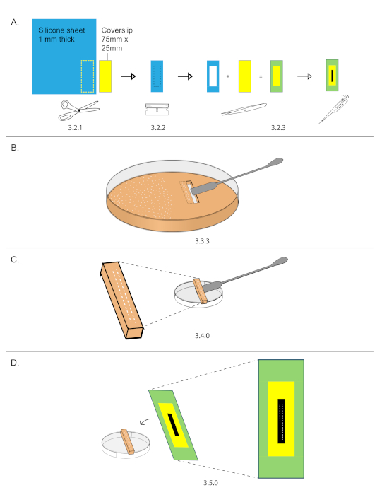 Drosophila Embryo Preparation and Microinjection for Live Cell