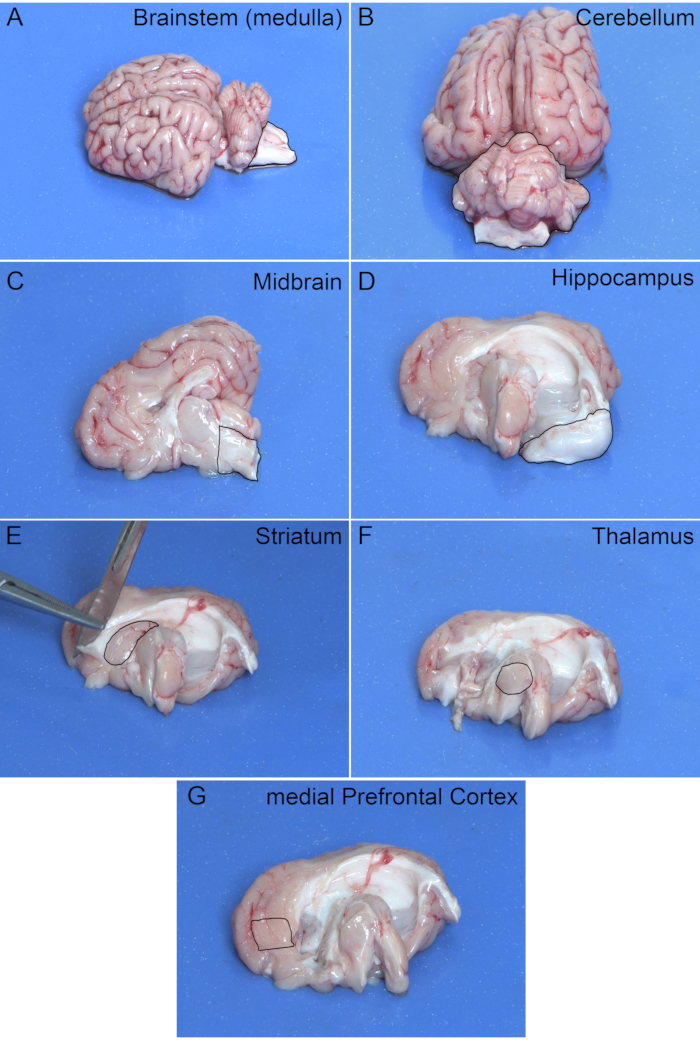 Extraction and Dissection of the Domesticated Pig Brain (Scientific