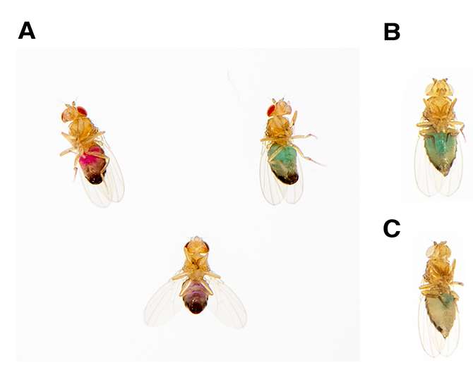 A Rapid FoodPreference Assay in Drosophila Text Page