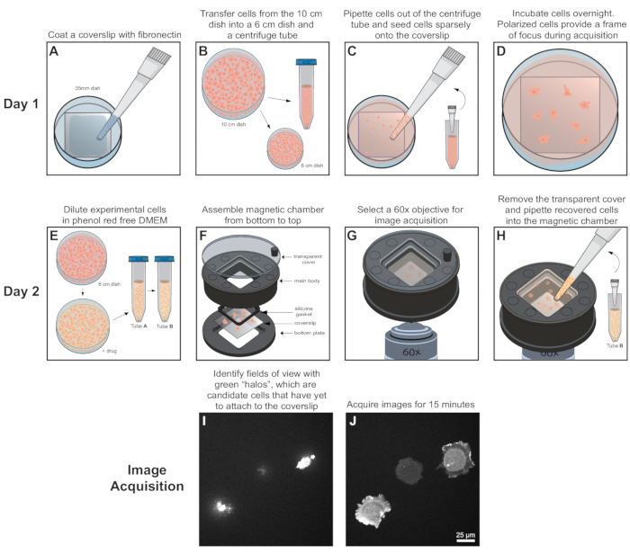 Quantitative Analysis of Cell Edge Dynamics during Cell Spreading