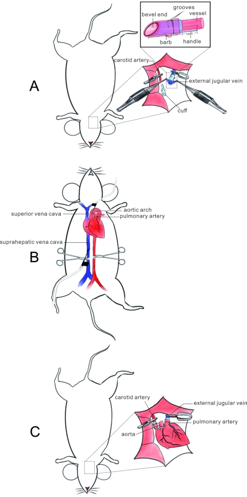 A Modified Cuff Technique for Mouse Cervical Heterotopic Heart
